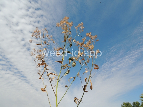 pepperweed, perennial